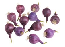 Umělá naklíčená cibule na dekorování 6cm - 12 ks