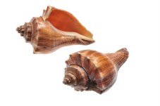 Přírodní dekorace ulity Red Mulli 7 - 9cm - 1kg