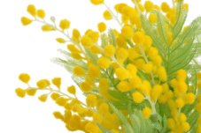 Umělý keřík kvetoucí  mimosy - 7 výhonů - dl. 36cm