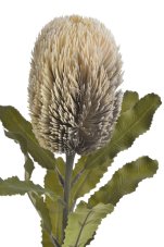 Umělý kvetoucí bodlák Banksia, květ10cm/dl.65cm