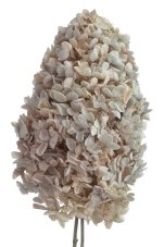 Stabilizovaná latnatá hortenzie béžová 15–20 cm – přírodní květ