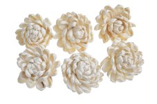 Přírodní dekorace Shola Ninza/Chrysanthmum Ø 8cm - 12ks