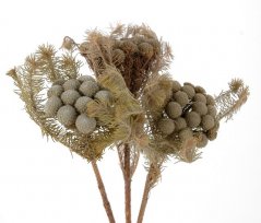 Přírodní materiál  Brunia albiflora dl.25-35cm - 4ks