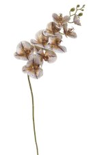 Tmavě zlatá lata orchideje, květy Ø 5 - 10 cm, délka stonku 97 cm