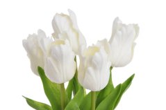 Tulipán papouščí 5 ks ve svazku s listy, 32 cm, barva 20