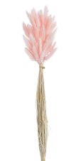 Přírodní sušený,bělený/barvený lagurus dl. 60cm  LT.PINK