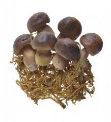 Podzimní dekorace houby na drátku 4-5cm - 6ks