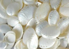 Přírodní dekorace pearlized haliotis pulcherima 1kg
