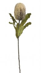 Umělý kvetoucí bodlák Banksia, květ10cm/dl.65cm