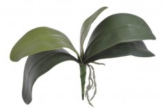 Umělé listy orchideje s kořínky dl. 36cm