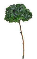 Stabilizovaná hortenzie zelená 15–20 cm – sušený přírodní květ