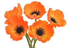 Svazek květů anemone na stonku dl. 29cm - 5 ks