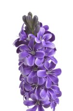 Umělý kvetoucí hyacint, květ dl.16cm, dl. celkem 50cm