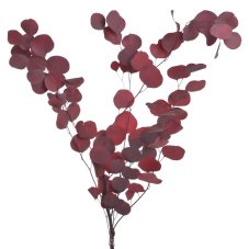 Stabilizovaný eukalyptus Populus burgundy 60–70 cm, 100 g