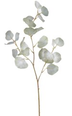 Eukalyptus populus 70cm, barva G2