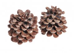 Přírodní dekorace Pinea medium 10 - 12cm