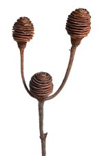 Přírodní materiál Platyspernum velké 30-40cm -  3szt