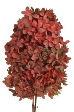 Stabilizovaná latnatá hortenzie červeno-zelená 15–20 cm – přírodní květ