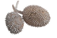 Sušený plod Jack Fruit White Wash 8–12 cm