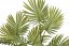 Palmové listy - svazek, dl.41cm,  6 větviček + 4 listy, barva 12