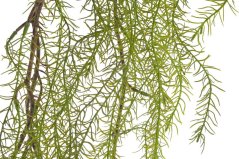Dekorace umělá rostlina asparágus dl. 95cm - převis