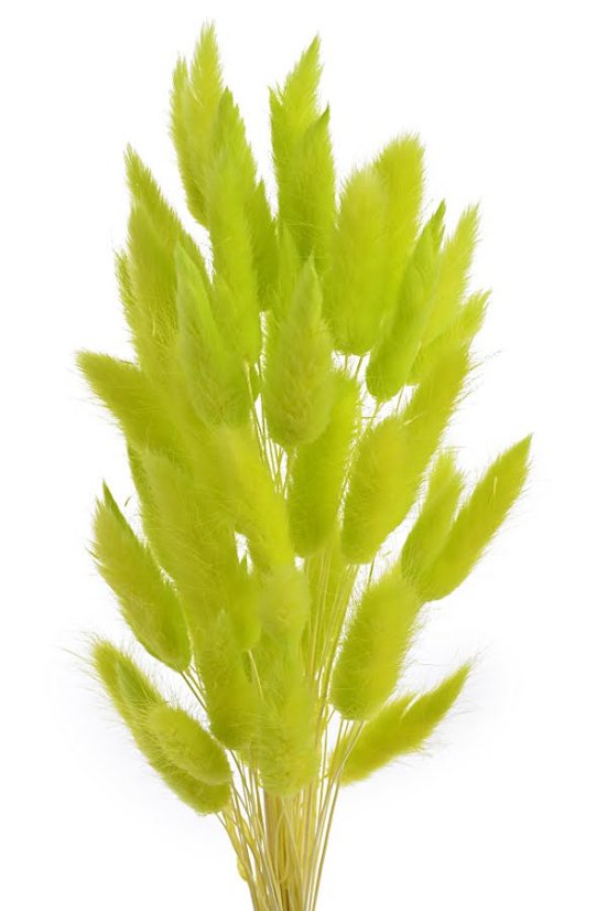 Přírodní sušený,bělený/barvený lagurus dl. 60cm  LT.GREEN