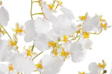 Lata umělé mini orchideje dl. 78cm