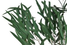 Stabilizovaný eukalyptus Nicolii zelený, 100 g, 70 cm