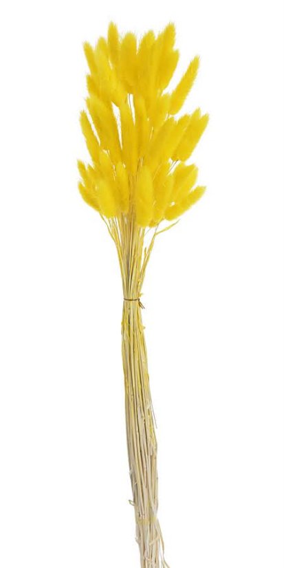 Přírodní sušený,bělený/barvený lagurus dl. 60cm  LT.YELOW