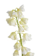 Umělé kvetoucí zvonky,  květ Ø 4cm, zápich dl. 98cm