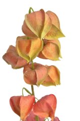 Umělá kvetoucí rostlina Mochyně Physalis dl. 78cm - zápich