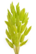 Přírodní sušený,bělený/barvený lagurus dl. 60cm  LT.GREEN