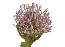 Umělá rostlina kvetoucí bodlák Leucospermum  12cm/73cm