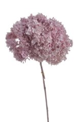 Přírodní preparovaná hortenzie, hlavička Ø 20cm dl. celkem 62cm - 1-2ks