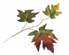 Svazek saténových listů javoru dl. 40cm - 6ks