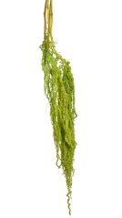 Přírodní preparovaný Amaranthus dl. 100cm 5szt GREEN