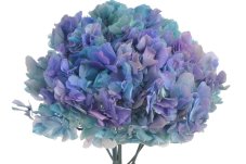 Stabilizovaná velkokvětá hortenzie modro-fialová 20–25 cm – přírodní květ
