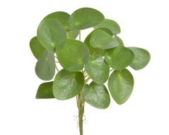 Trs umělých listů Pilea peperomioides na stoncích list 6,5 - dl.17 cm, 29 cm včetně zápichu