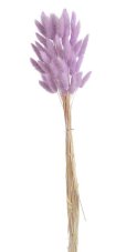 Přírodní sušený,bělený/barvený lagurus dl. 60cm  DIRTY PINK