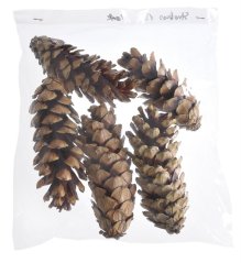 Přírodní dekorace šišky Strobus 15-20cm - 5ks