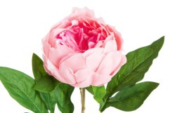 Umělá pivoňka na stonku s listy, hlavička jako živá, hlavička Ø 9cm, dl.58cm