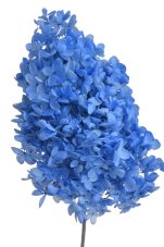 Stabilizovaná hortenzie latnatá modrá 18–24 cm – přírodní květ