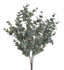 Keřík eukalyptu 48 cm - 7 výhonů