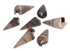 Přírodnéí dekorace Cone Shell 1kg