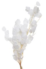 Přírodní dekorace Eukaliptus populus bělený dl. 70cm - 100g