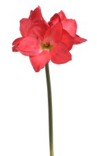 Umělý amarylis červený 68 cm