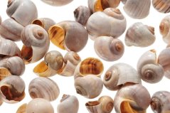 Přírodní dekorace mušle Nathai 3,5 - 5cm - 1kg