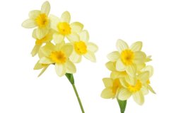 Umělá jarní květina narcis 2 stonky 6 věty a poupata dl. 54cm