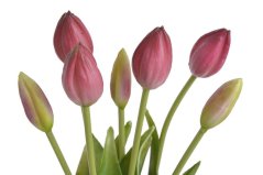 Svazek plastových tulipánů 5ks dl. 43cm