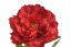 Umělá pivoňka na stonku, hlavička Ø15cm/dl.68cm